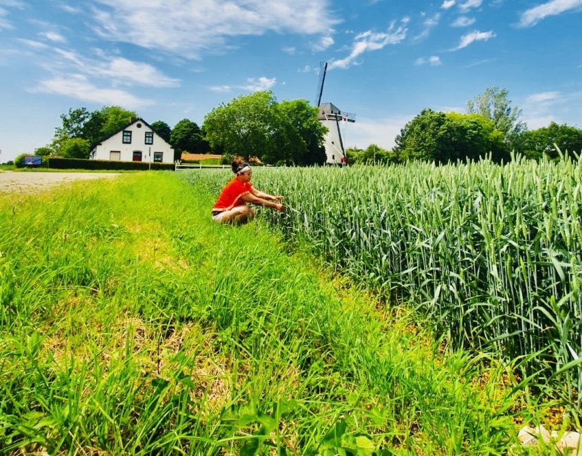 Pemandangan ladang di Millingen aan de Rijn dengan pemandangan hijau disekitarnya.